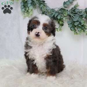 Leo, Mini Bernedoodle Puppy