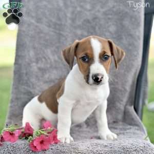 Tyson, Jack Russell Terrier Puppy