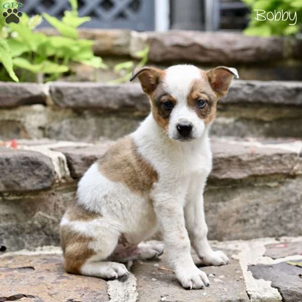 Bobby, Australian Shepherd Mix Puppy