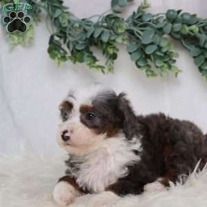 Leo, Mini Bernedoodle Puppy