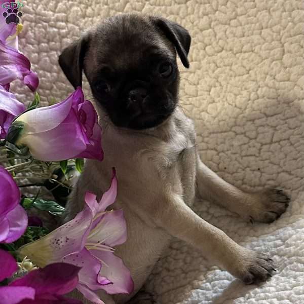 Allie, Pug Puppy
