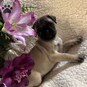 Allie, Pug Puppy