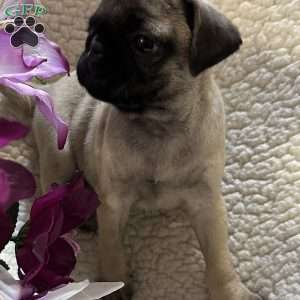 Allie, Pug Puppy