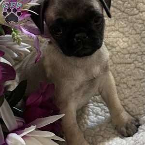 Allie, Pug Puppy
