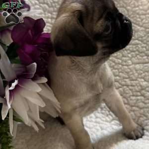Allie, Pug Puppy
