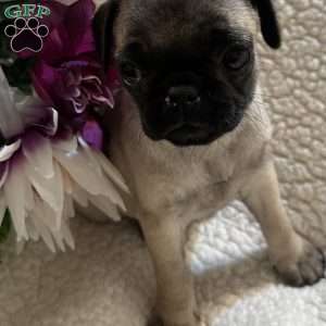 Allie, Pug Puppy