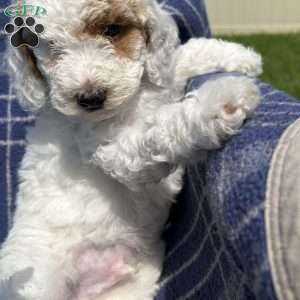 Cotton, Cavapoo Puppy