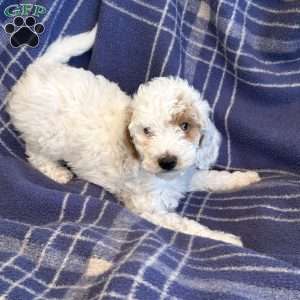 Cotton, Cavapoo Puppy
