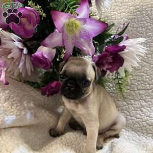 Apollo, Pug Puppy