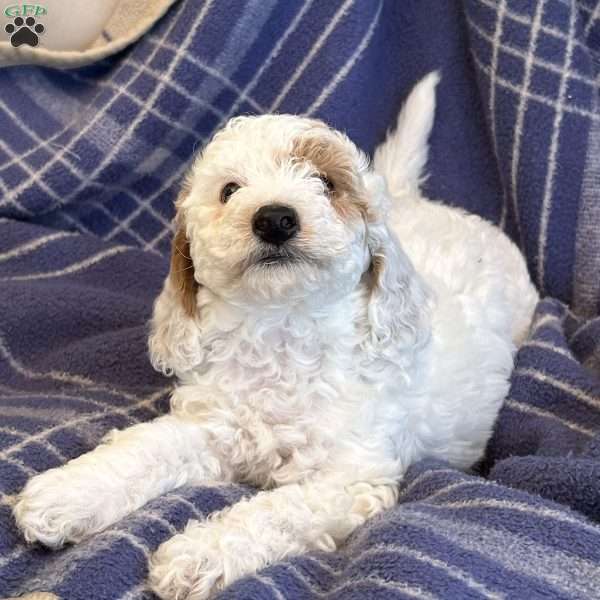 Cotton, Cavapoo Puppy