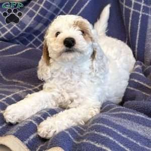 Cotton, Cavapoo Puppy