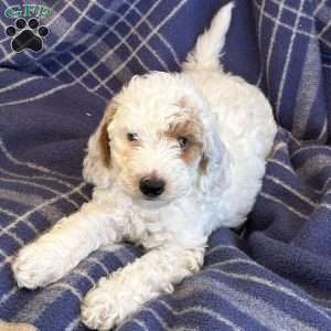 Cotton, Cavapoo Puppy