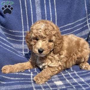 Teddy, Cavapoo Puppy