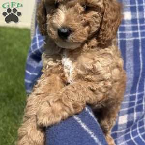 Teddy, Cavapoo Puppy