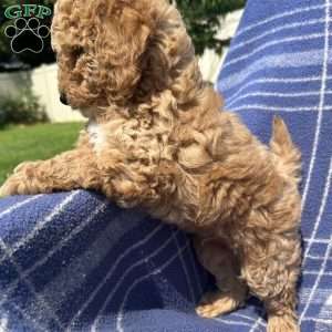 Teddy, Cavapoo Puppy