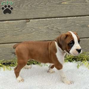 Sofia, Boxer Puppy