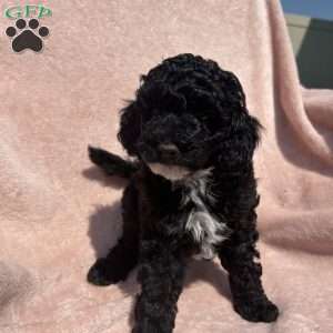 Cricket, Cavapoo Puppy