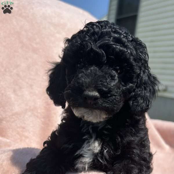 Cricket, Cavapoo Puppy