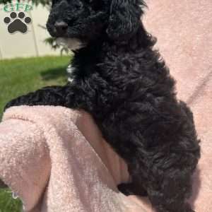 Cricket, Cavapoo Puppy