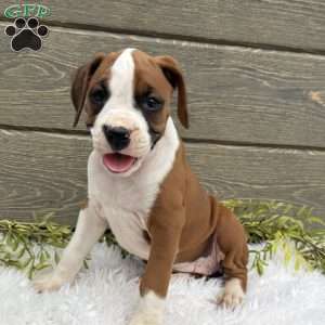 Sofia, Boxer Puppy