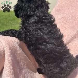 Cricket, Cavapoo Puppy