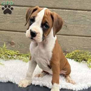 Sofia, Boxer Puppy