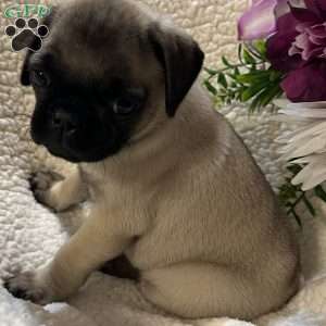 Apollo, Pug Puppy