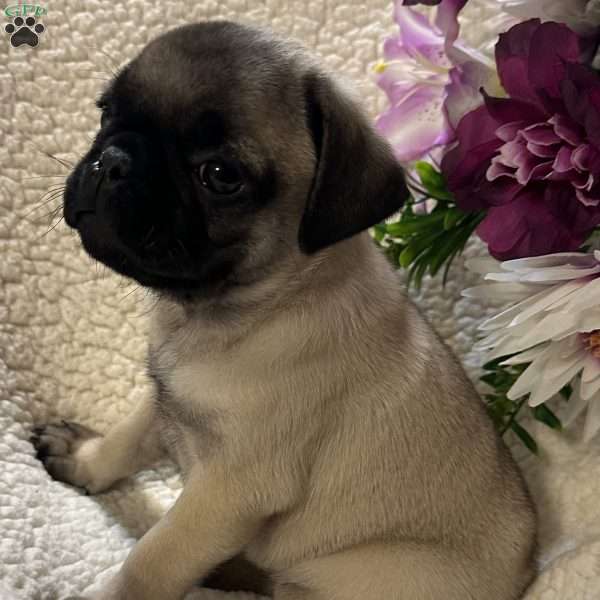 Apollo, Pug Puppy