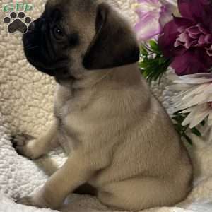 Apollo, Pug Puppy