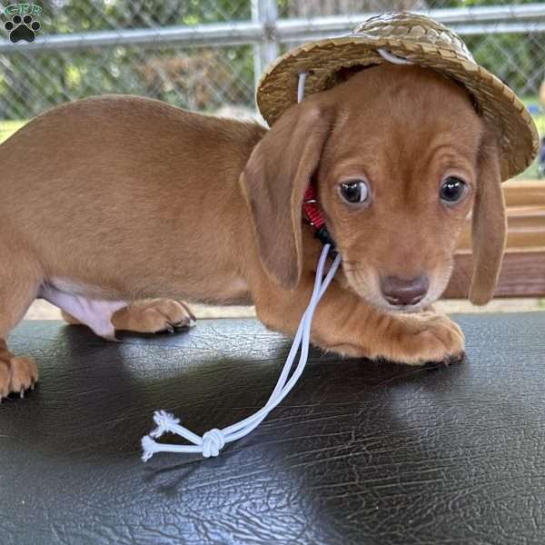 Detour, Dachshund Puppy