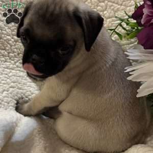 Apollo, Pug Puppy