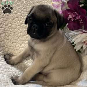 Apollo, Pug Puppy