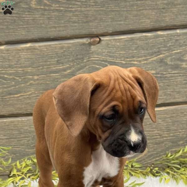 Bella, Boxer Puppy