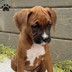 Bella, Boxer Puppy