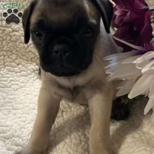 Apollo, Pug Puppy