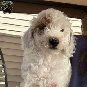 Cotton, Cavapoo Puppy