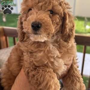 Teddy, Cavapoo Puppy