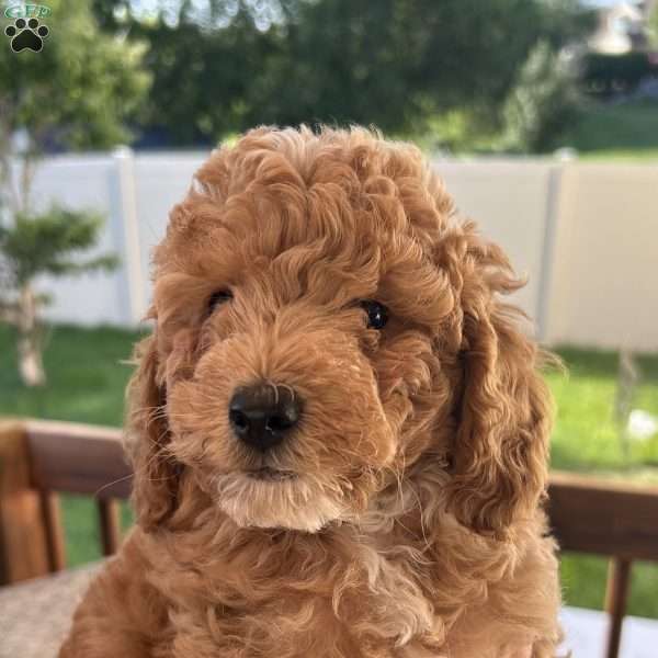 Teddy, Cavapoo Puppy