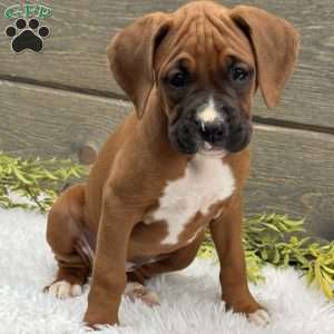 Bella, Boxer Puppy