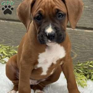 Bella, Boxer Puppy