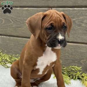 Bella, Boxer Puppy