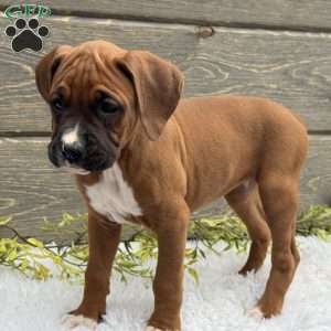 Bella, Boxer Puppy