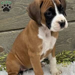 Lily, Boxer Puppy