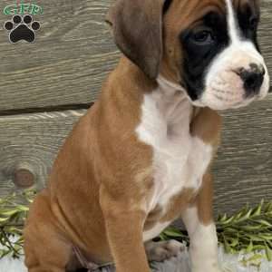 Lily, Boxer Puppy