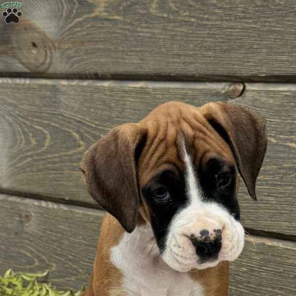 Lily, Boxer Puppy