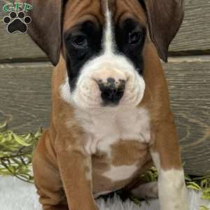 Lily, Boxer Puppy