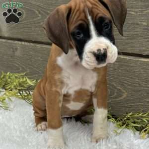 Lily, Boxer Puppy