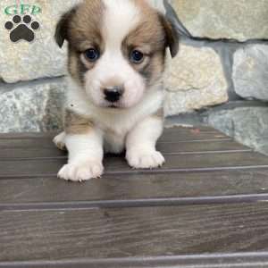 Winnie, Pembroke Welsh Corgi Puppy