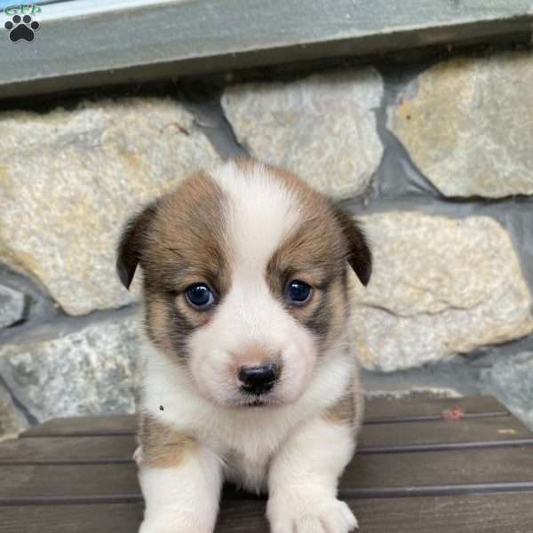Winnie, Pembroke Welsh Corgi Puppy