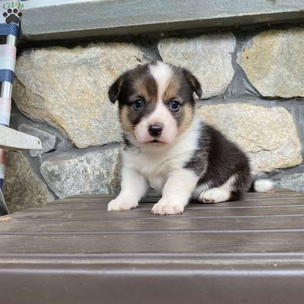 Ember, Pembroke Welsh Corgi Puppy
